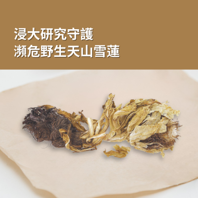 In response to the endangerment of wild Saussurea involucrata (snow lotus) due to overharvesting, a research team led by Dr Chen Qilei (Teaching and Research Division, School of Chinese Medicine) is collaborating with an industry partner on a new research initiative.    The project utilises plant stem cell culture technology to produce exosome-like nanoparticles (ELNs), an innovative approach enabling the sustainable, large-scale production of the plant’s bioactive compounds.